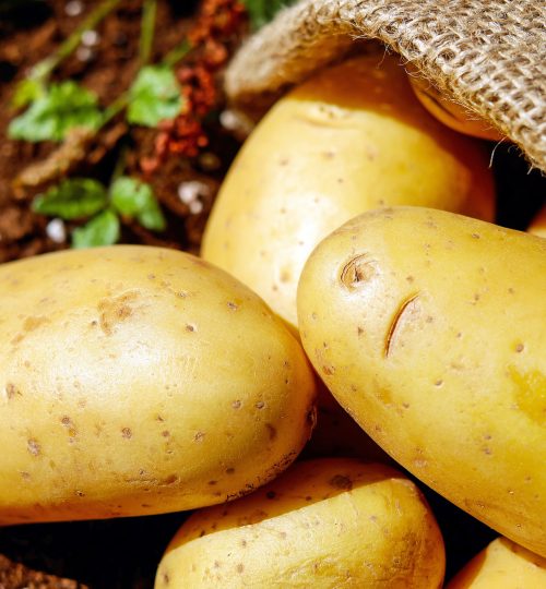close-up-harvest-potatoes-162673